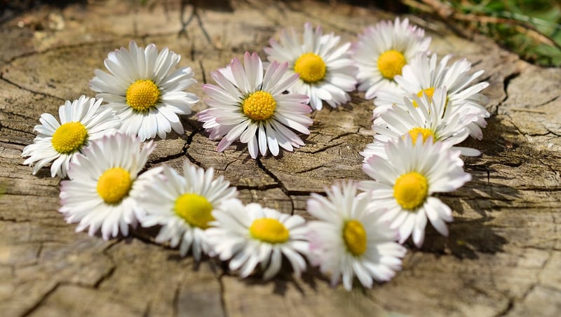 Loving-kindness and compassion